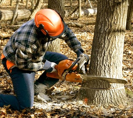 Tree Removal in Mcbain, MI